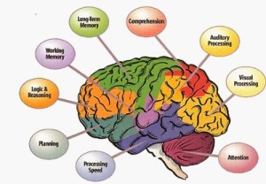 executive function problems in aspergers adults